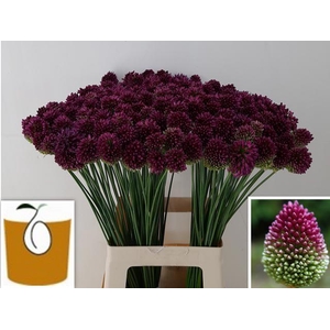 ALLIUM SPHAEROCEPHAL