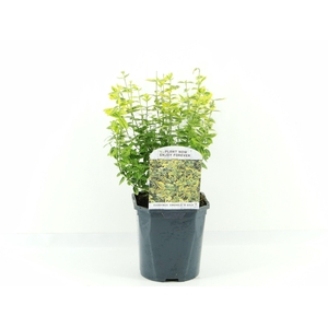 Euonymus fort. Emerald Gold