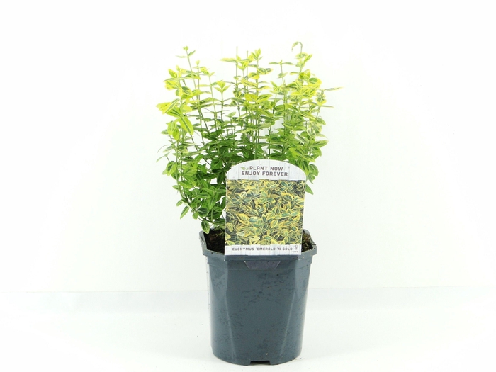<h4>Euonymus fort. Emerald Gold</h4>