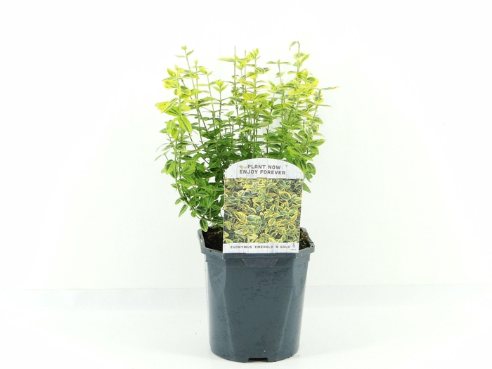 <h4>Euonymus fort. Emerald Gold</h4>
