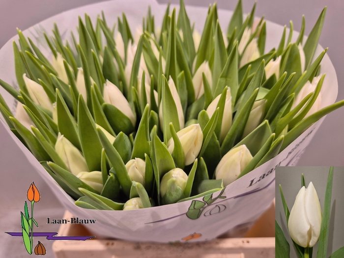 <h4>TU EN POLAR BEAR</h4>