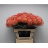 Leuco Ayoba Pink Guava