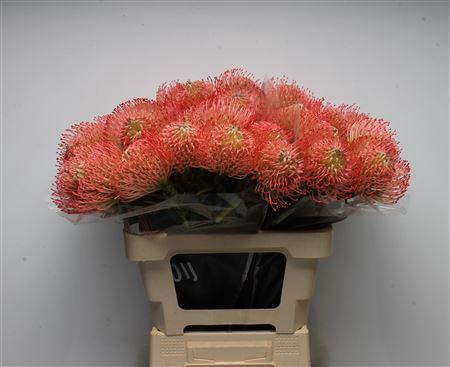 Leuco Ayoba Pink Guava