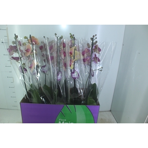 PHALAENOPSIS MIX P12