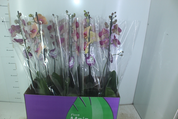<h4>PHALAENOPSIS MIX P12</h4>