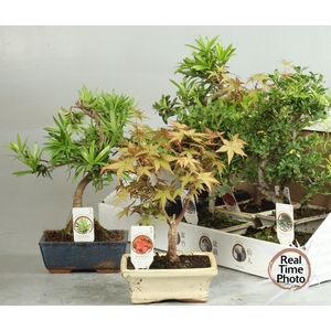 BONSAI GEM