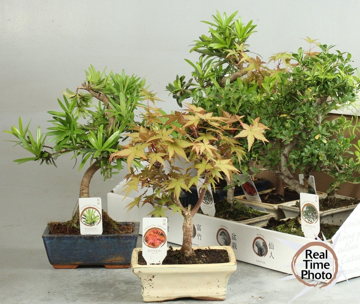 <h4>BONSAI GEM</h4>