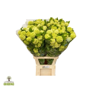 VIBURNUM ROSEUM ST