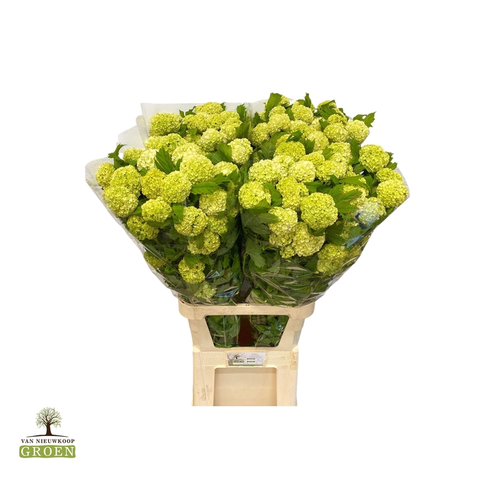 <h4>VIBURNUM ROSEUM ST</h4>