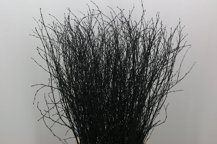<h4>Berk Black</h4>