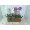 PHALAENOPSIS CASCATA P15 BRANCO MIN 8 FLS