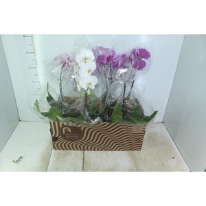 PHALAENOPSIS CASCATA P15 BRANCO MIN 8 FLS