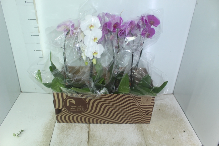 PHALAENOPSIS CASCATA P15 BRANCO MIN 8 FLS