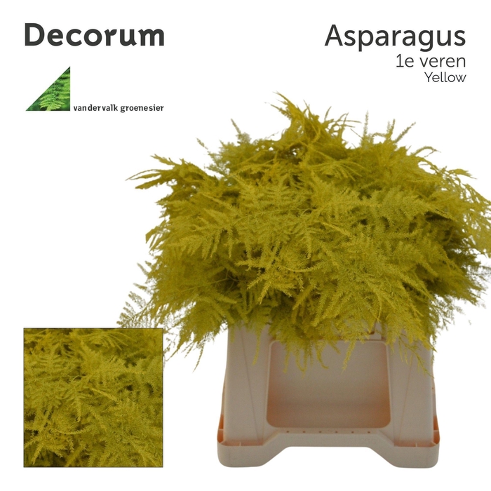 <h4>Asp 1e veren Yellow</h4>