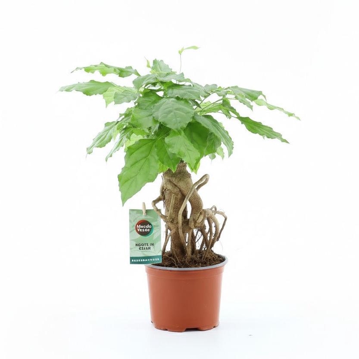 <h4>Radermachera Bonsai</h4>