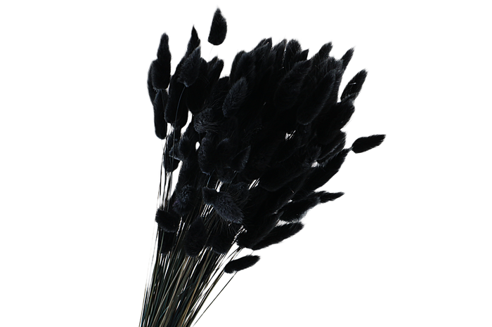 <h4>Lagurus Black</h4>