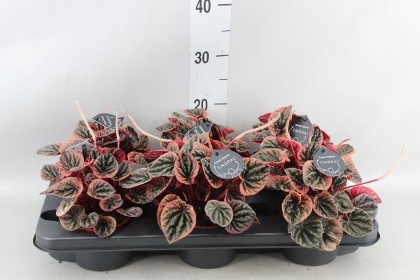 <h4>Peperomia</h4>