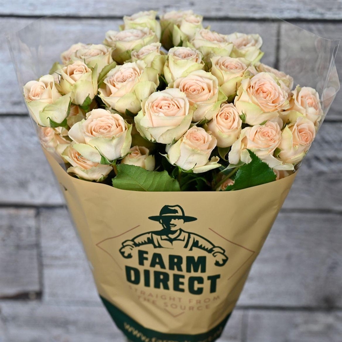 <h4>R Tr Sweet Giselle</h4>