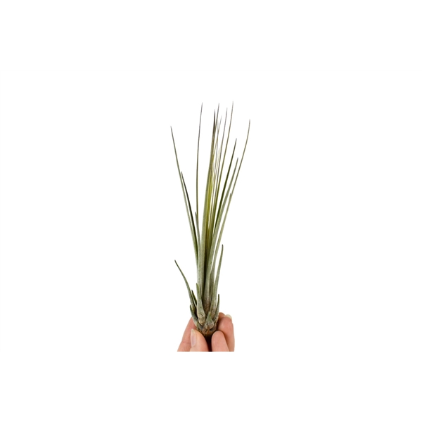 <h4>Tillandsia juncea Bonsai (baby)</h4>