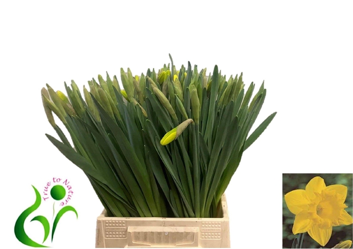 <h4>NARC T DUTCH MASTER</h4>