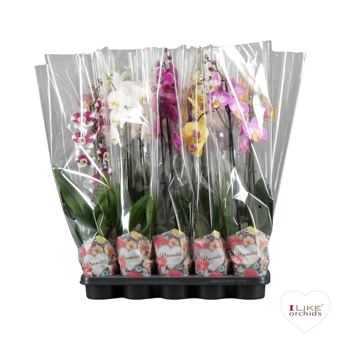 <h4>Phalaenopsis mix - 2 tak 60cm in Promiss</h4>