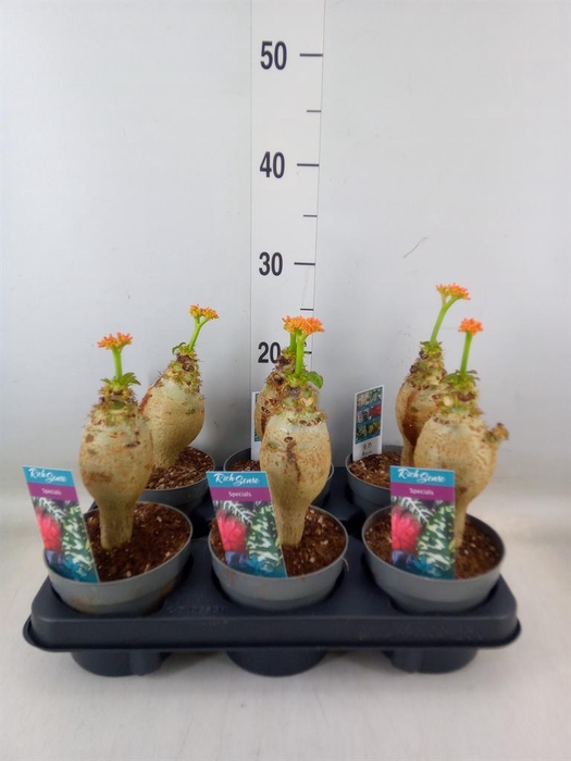 <h4>Jatropha podagrica</h4>