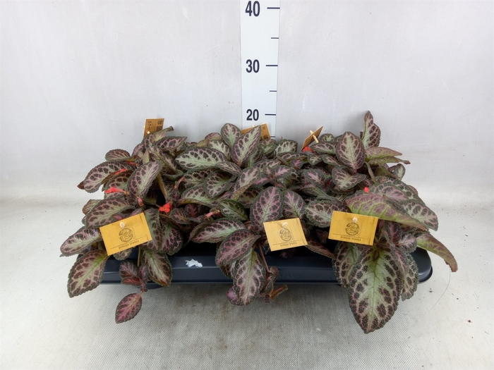 <h4>Episcia   ...</h4>