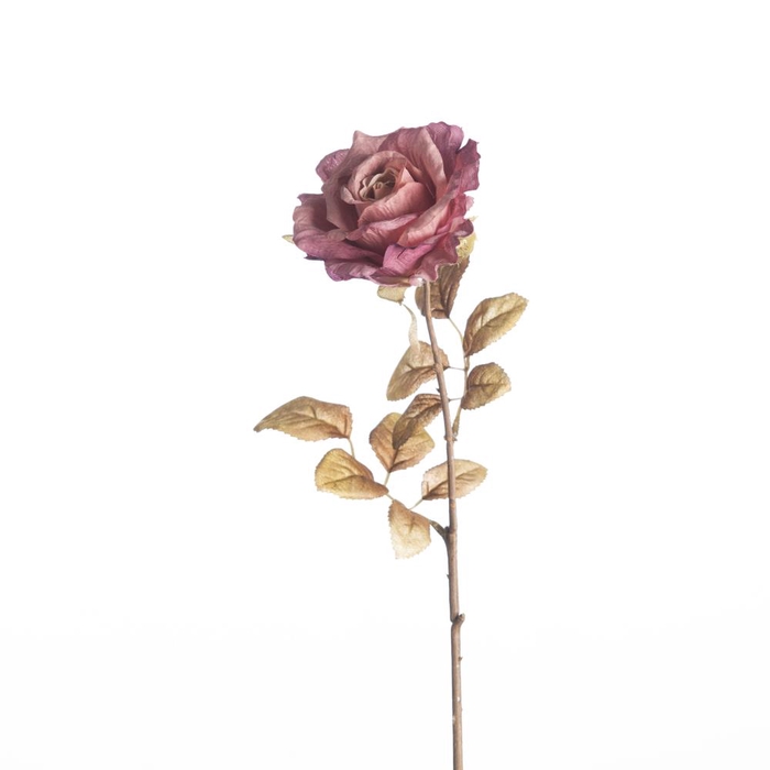 AF Rosa Dried L64cm Purple