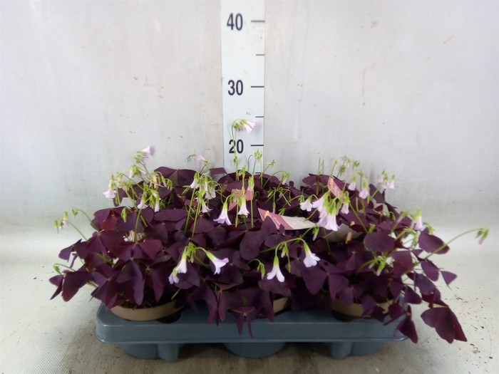 <h4>Oxalis trian. 'Mijke'</h4>
