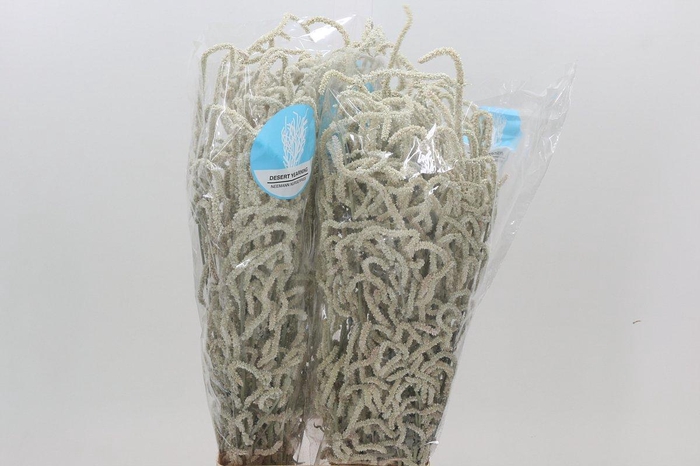 <h4>Amaranthus Yearming Desert</h4>