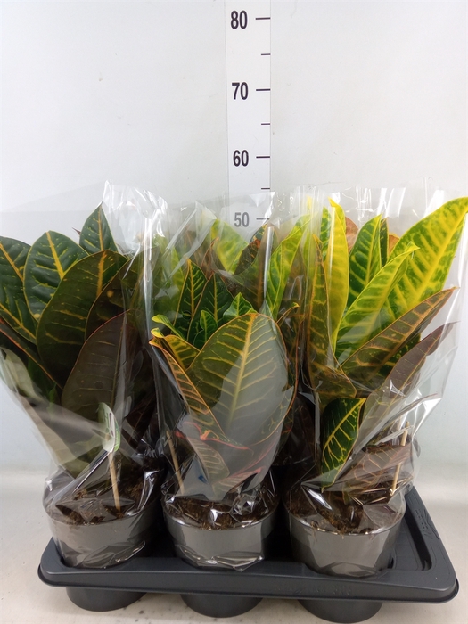 <h4>Codiaeum var. GR 'Petra'</h4>