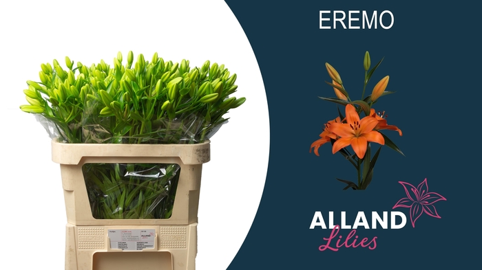 <h4>LI LA EREMO</h4>