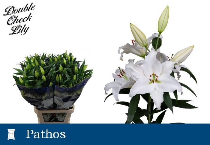 <h4>LI OR PATHOS 4+</h4>