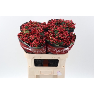 Hyp True Rom 70cm