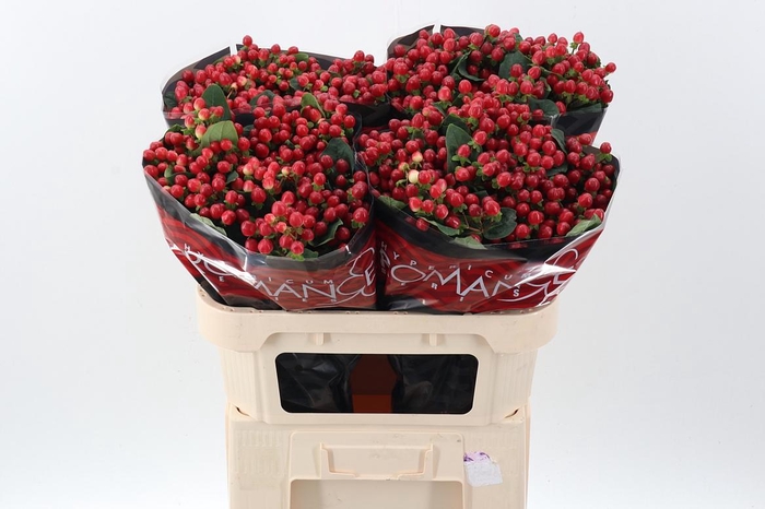 <h4>Hyp True Rom 70cm</h4>