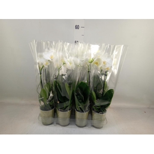 Phalaenopsis multi.   ...white