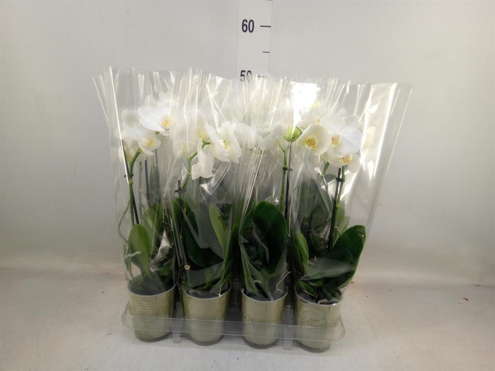 <h4>Phalaenopsis multi.   ...white</h4>