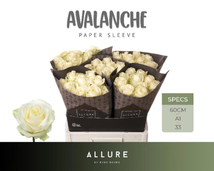 <h4>R Gr Avalanche+ Super</h4>