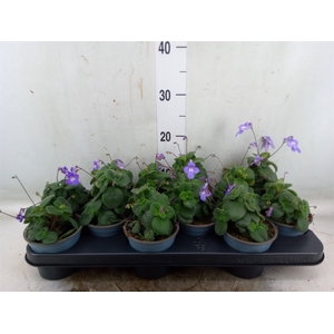 Streptocarpus saxorum