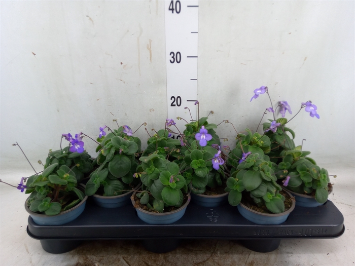 <h4>Streptocarpus saxorum</h4>