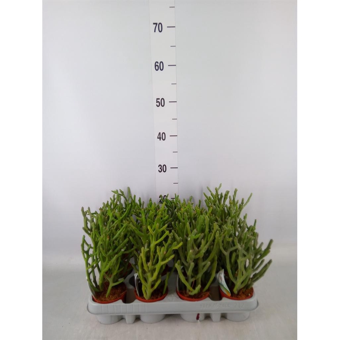 <h4>Euphorbia ...</h4>