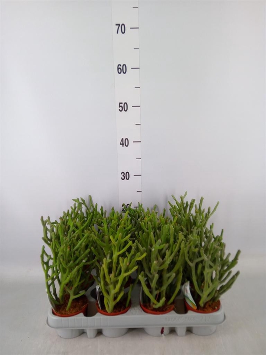 <h4>Euphorbia ...</h4>