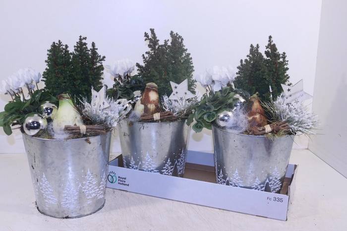 <h4>ARR HIPPEASTRUM</h4>