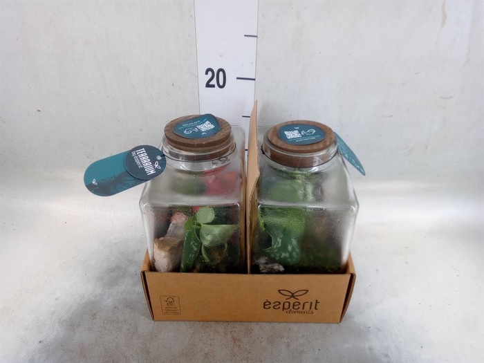 Arr.    Planten  L%