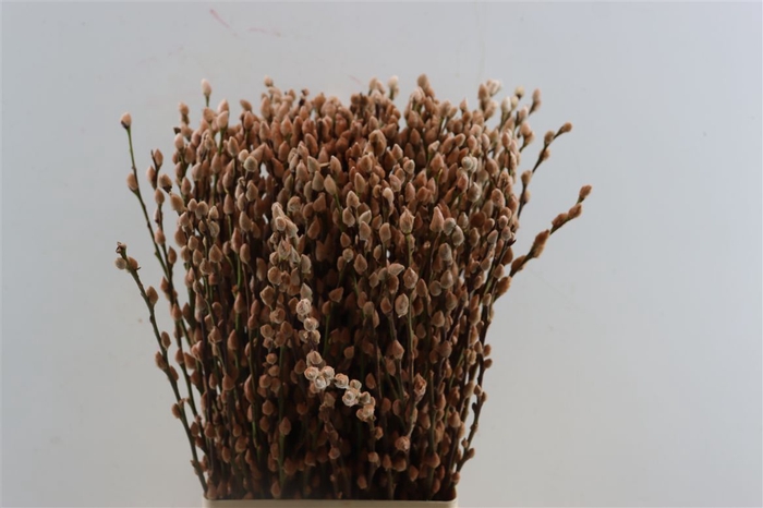 <h4>Salix Wilgenkatjes Browny 70cm Pst</h4>