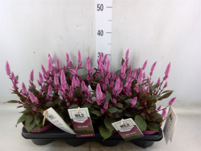<h4>Celosia arg. SP 'Wild Pink'</h4>