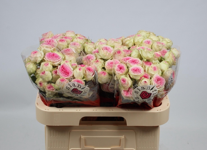 <h4>R TR GELATO</h4>