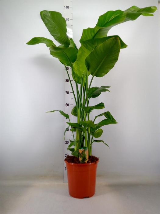 <h4>Strelitzia nicolai</h4>