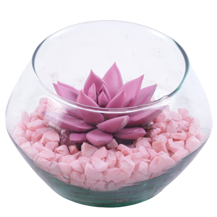 <h4>Womensday Arr. Succulent Glass Oblique UFO Vase Ø15cm 1PP</h4>
