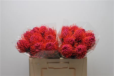 <h4>Leuco Klbh Erica</h4>